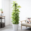 観葉植物 通販 ポトス ヘゴ仕立て 10号鉢 ガルボ鉢カバー付 観葉植物 本物