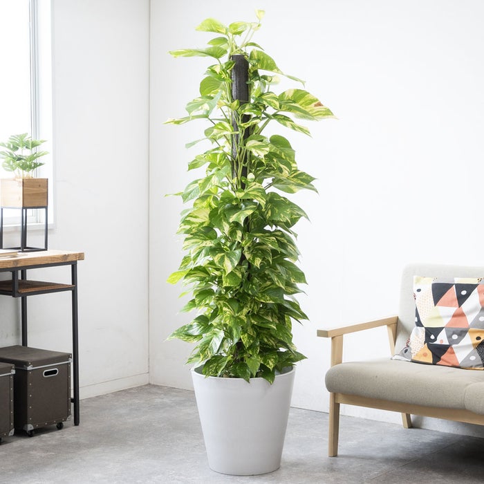 観葉植物 通販 ポトス ヘゴ仕立て 10号鉢 ガルボ鉢カバー付 観葉植物 本物
