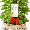 観葉植物 通販 ポトス ヘゴ仕立て 10号鉢 ガルボ鉢カバー付 観葉植物 本物