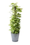 観葉植物 通販 ポトス ヘゴ仕立て 10号鉢 エコフレンドリーポット鉢カバー付 観葉植物 本物