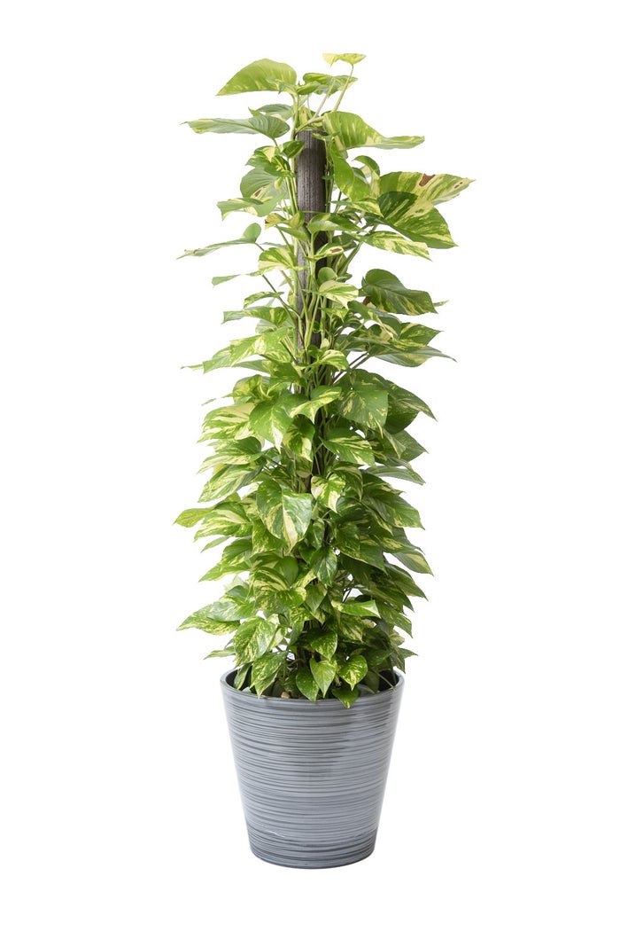 観葉植物 通販 ポトス ヘゴ仕立て 10号鉢 エコフレンドリーポット鉢カバー付 観葉植物 本物