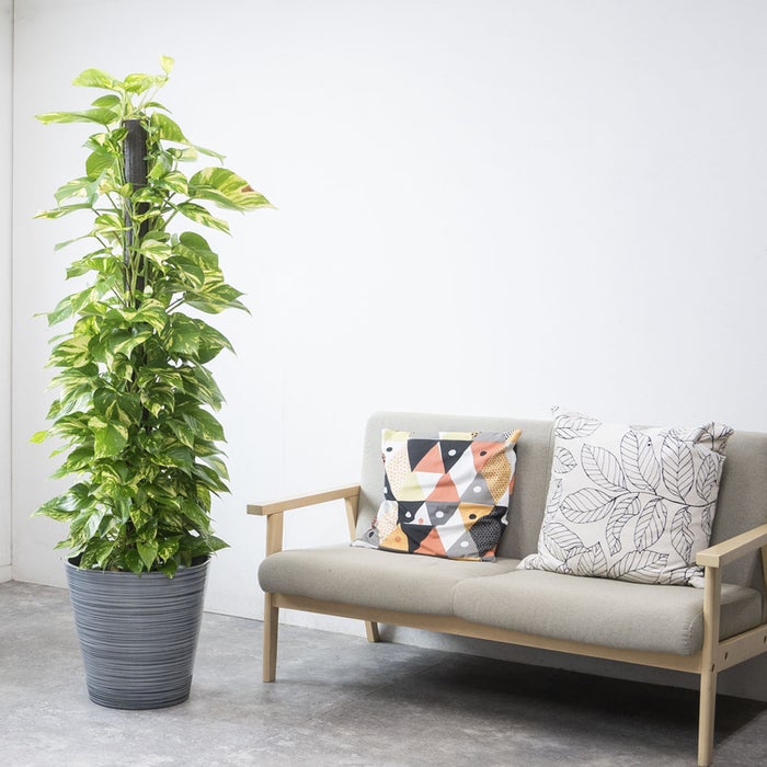 観葉植物 通販 ポトス ヘゴ仕立て 10号鉢 エコフレンドリーポット鉢カバー付 観葉植物 本物