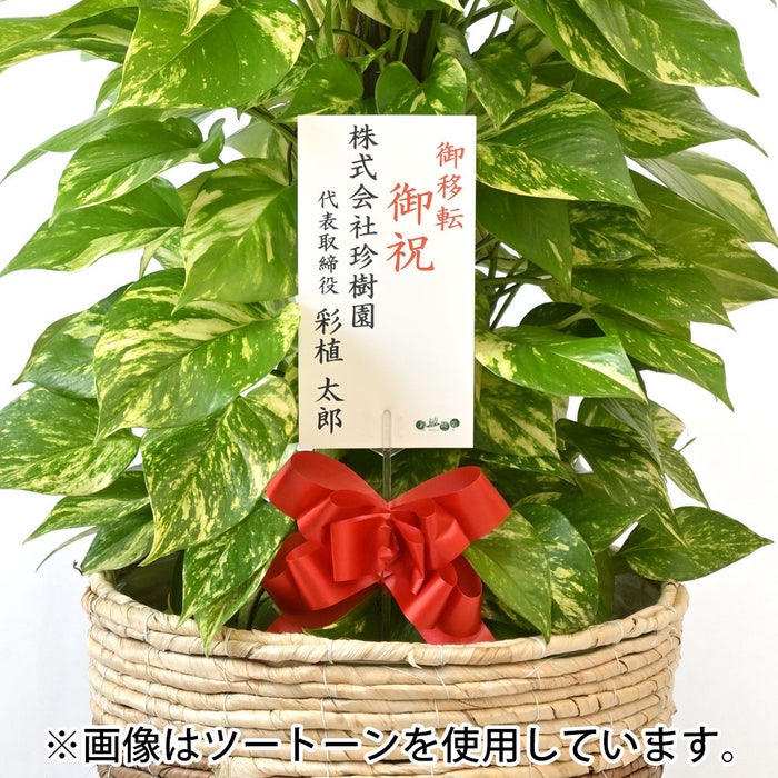 観葉植物 通販 ポトス ヘゴ仕立て 10号鉢 エコフレンドリーポット鉢カバー付 観葉植物 本物