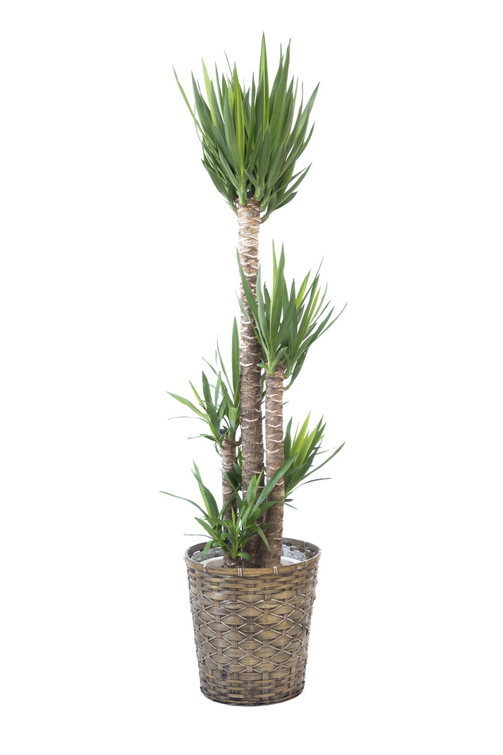 観葉植物 通販 ユッカ・エレファンティペス 10号鉢 キャラメルブラウン鉢カバー付 観葉植物 本物