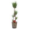観葉植物 通販 ユッカ・エレファンティペス 10号鉢 キャラメルブラウン鉢カバー付 観葉植物 本物