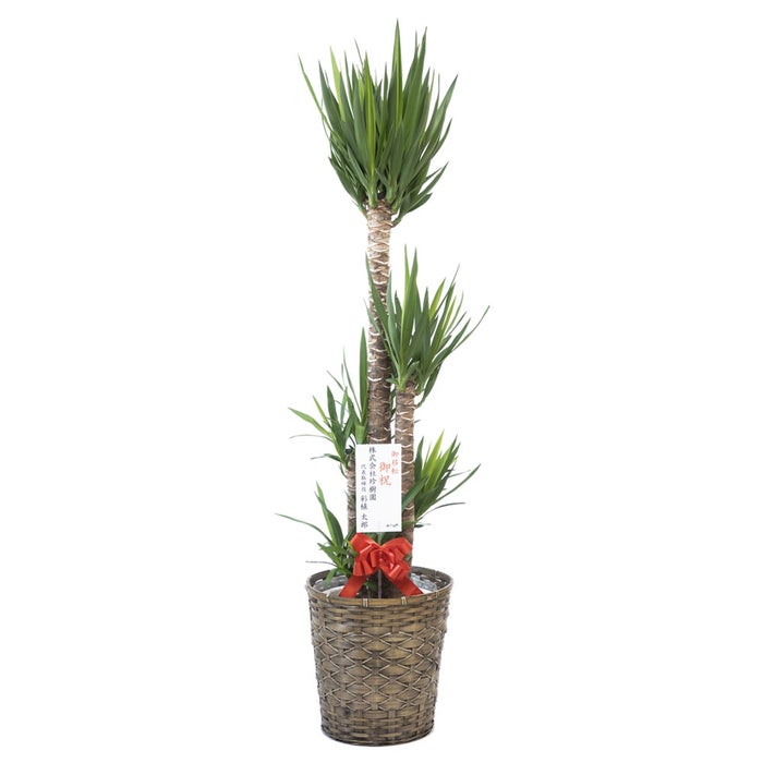 観葉植物 通販 ユッカ・エレファンティペス 10号鉢 キャラメルブラウン鉢カバー付 観葉植物 本物