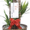 観葉植物 通販 ユッカ・エレファンティペス 10号鉢 キャラメルブラウン鉢カバー付 観葉植物 本物