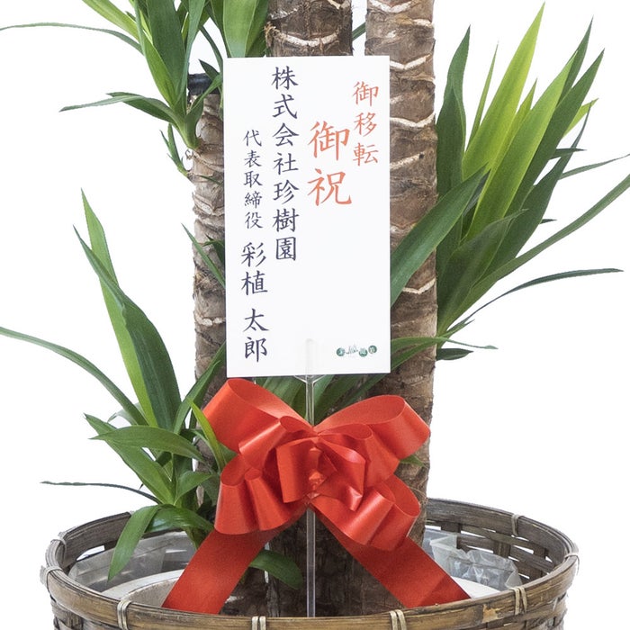 観葉植物 通販 ユッカ・エレファンティペス 10号鉢 キャラメルブラウン鉢カバー付 観葉植物 本物