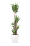 観葉植物 通販 ユッカ・エレファンティペス 10号鉢 ラスター白鉢カバー付 観葉植物 本物