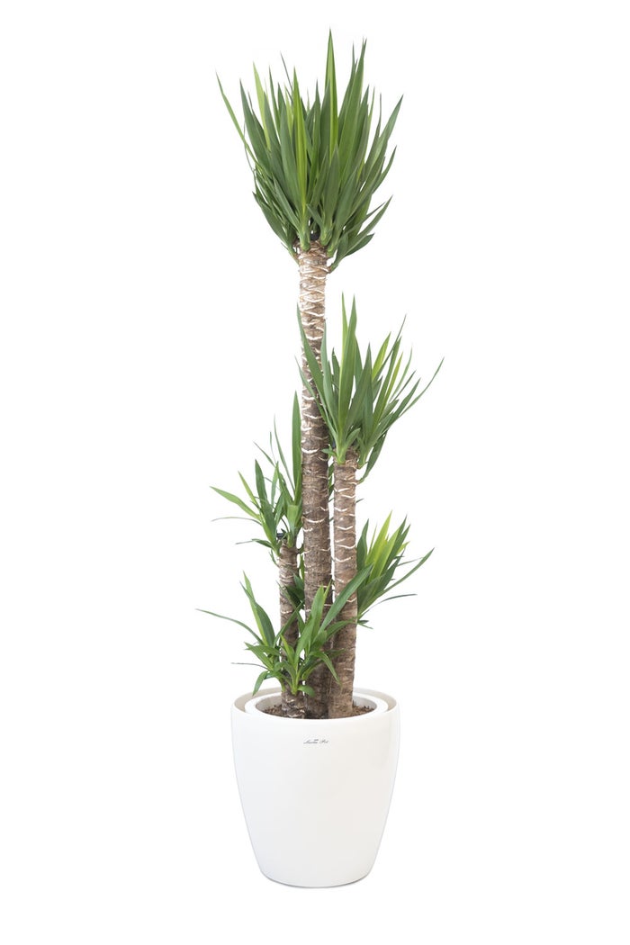観葉植物 通販 ユッカ・エレファンティペス 10号鉢 ラスター白鉢カバー付 観葉植物 本物