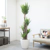 観葉植物 通販 ユッカ・エレファンティペス 10号鉢 ラスター白鉢カバー付 観葉植物 本物