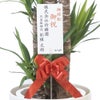 観葉植物 通販 ユッカ・エレファンティペス 10号鉢 ラスター白鉢カバー付 観葉植物 本物