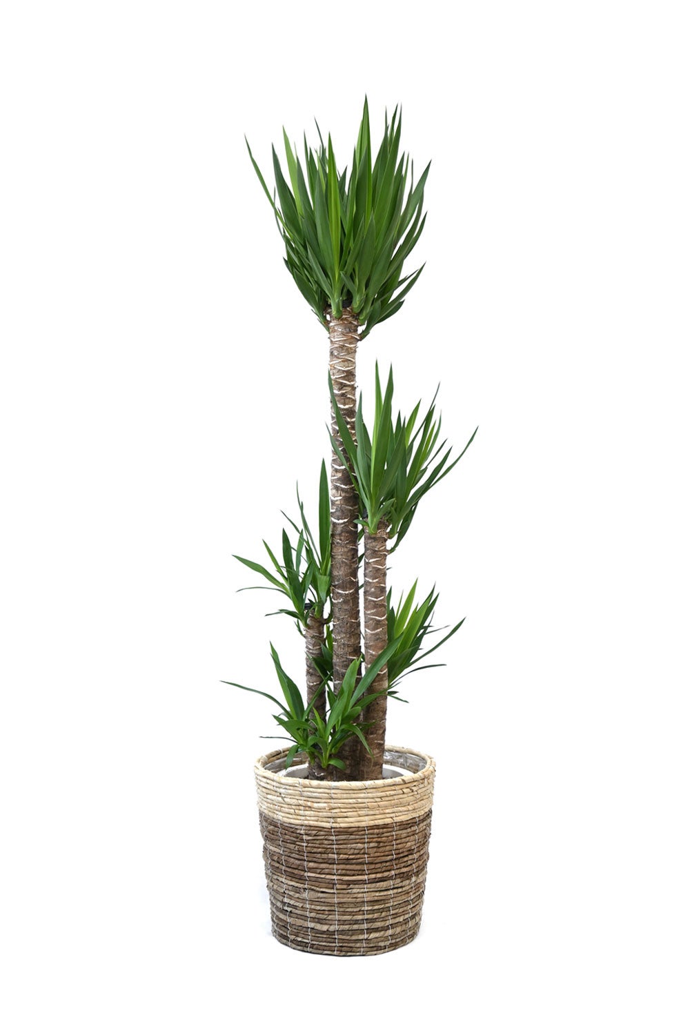 観葉植物 通販 ユッカ・エレファンティペス 10号鉢 ツートーン鉢カバー付 観葉植物 本物
