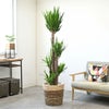 観葉植物 通販 ユッカ・エレファンティペス 10号鉢 ツートーン鉢カバー付 観葉植物 本物
