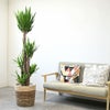 観葉植物 通販 ユッカ・エレファンティペス 10号鉢 ツートーン鉢カバー付 観葉植物 本物