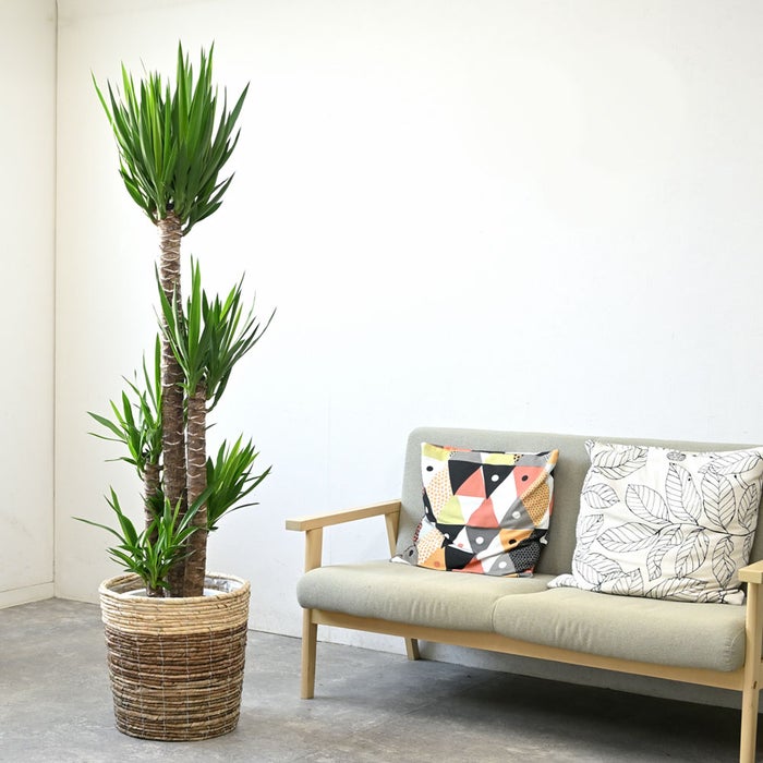 観葉植物 通販 ユッカ・エレファンティペス 10号鉢 ツートーン鉢カバー付 観葉植物 本物