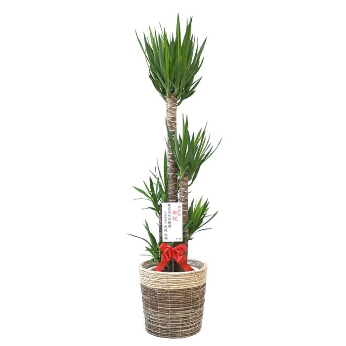 観葉植物 通販 ユッカ・エレファンティペス 10号鉢 ツートーン鉢カバー付 観葉植物 本物