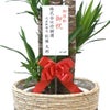 観葉植物 通販 ユッカ・エレファンティペス 10号鉢 ツートーン鉢カバー付 観葉植物 本物