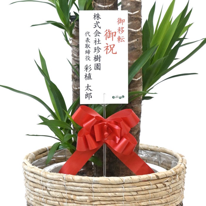 観葉植物 通販 ユッカ・エレファンティペス 10号鉢 ツートーン鉢カバー付 観葉植物 本物