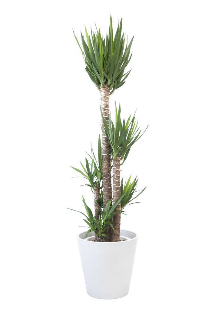 観葉植物 通販 ユッカ・エレファンティペス 10号鉢 ガルボ鉢カバー付 観葉植物 本物