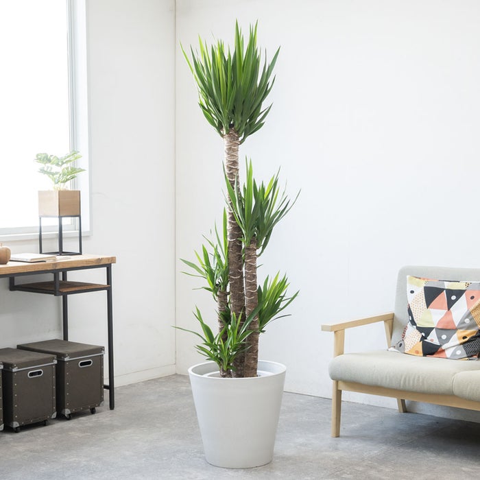 観葉植物 通販 ユッカ・エレファンティペス 10号鉢 ガルボ鉢カバー付 観葉植物 本物