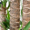 観葉植物 通販 ユッカ・エレファンティペス 10号鉢 ガルボ鉢カバー付 観葉植物 本物