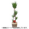観葉植物 通販 ユッカ・エレファンティペス 10号鉢 ガルボ鉢カバー付 観葉植物 本物