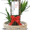 観葉植物 通販 ユッカ・エレファンティペス 10号鉢 ガルボ鉢カバー付 観葉植物 本物