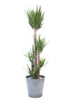 観葉植物 通販 ユッカ・エレファンティペス 10号鉢 エコフレンドリーポット鉢カバー付 観葉植物 本物