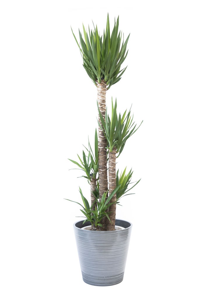 観葉植物 通販 ユッカ・エレファンティペス 10号鉢 エコフレンドリーポット鉢カバー付 観葉植物 本物