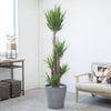 観葉植物 通販 ユッカ・エレファンティペス 10号鉢 エコフレンドリーポット鉢カバー付 観葉植物 本物