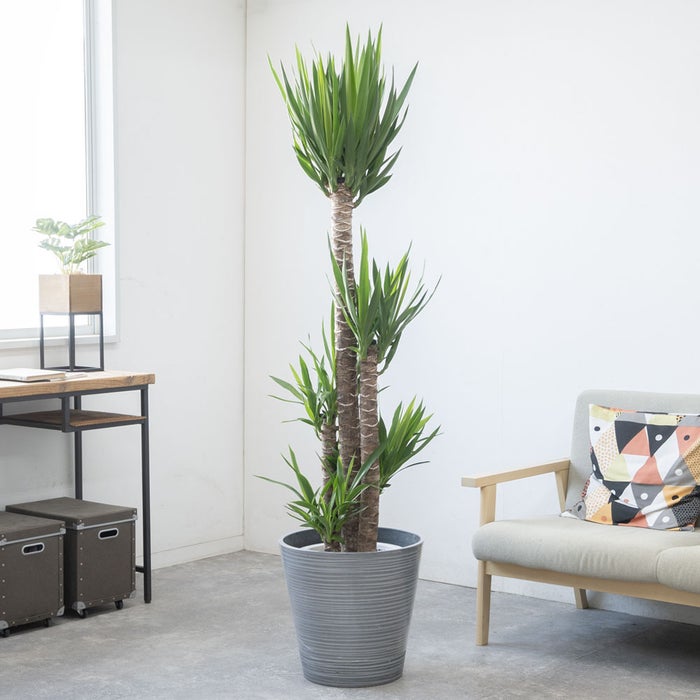 観葉植物 通販 ユッカ・エレファンティペス 10号鉢 エコフレンドリーポット鉢カバー付 観葉植物 本物