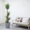 観葉植物 通販 ユッカ・エレファンティペス 10号鉢 エコフレンドリーポット鉢カバー付 観葉植物 本物