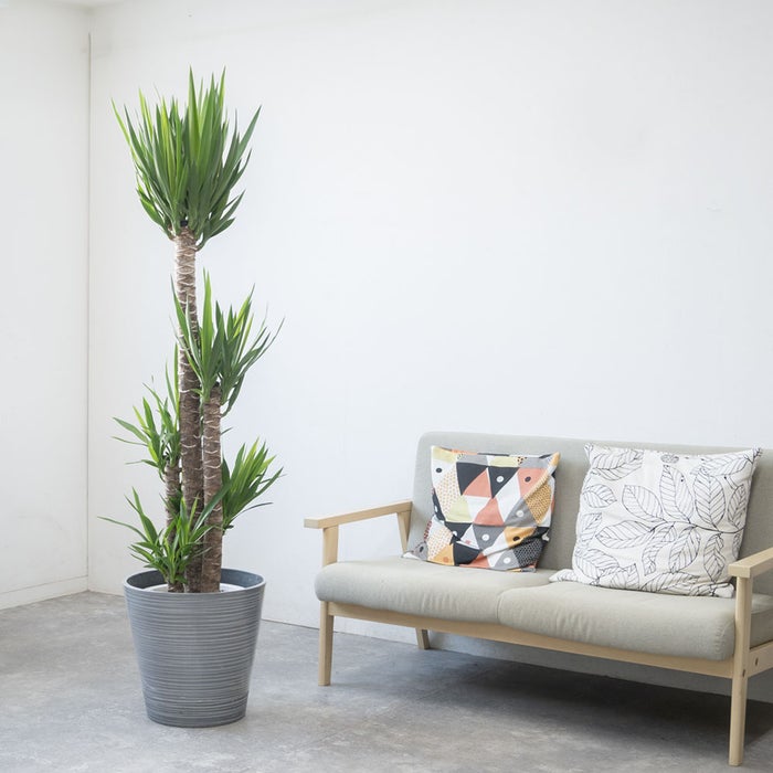 観葉植物 通販 ユッカ・エレファンティペス 10号鉢 エコフレンドリーポット鉢カバー付 観葉植物 本物
