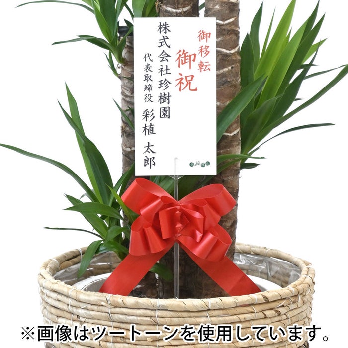 観葉植物 通販 ユッカ・エレファンティペス 10号鉢 エコフレンドリーポット鉢カバー付 観葉植物 本物