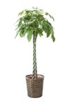 観葉植物 通販 パキラ 10号鉢 キャラメルブラウン鉢カバー付 観葉植物 本物