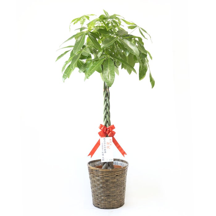 観葉植物 通販 パキラ 10号鉢 キャラメルブラウン鉢カバー付 観葉植物 本物