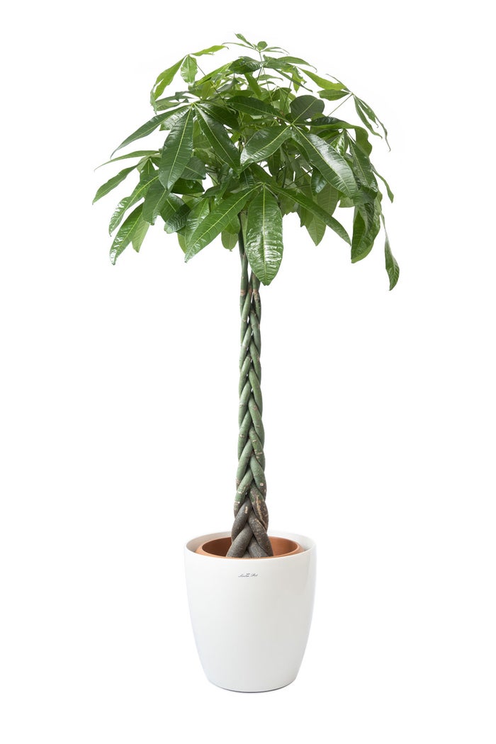 観葉植物 通販 パキラ 10号鉢 ラスター白鉢カバー付 観葉植物 本物