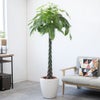 観葉植物 通販 パキラ 10号鉢 ラスター白鉢カバー付 観葉植物 本物
