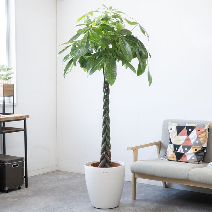 観葉植物 通販 パキラ 10号鉢 ラスター白鉢カバー付 観葉植物 本物
