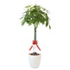 観葉植物 通販 パキラ 10号鉢 ラスター白鉢カバー付 観葉植物 本物