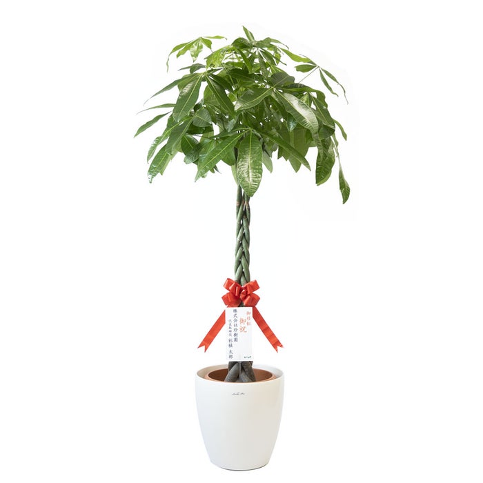 観葉植物 通販 パキラ 10号鉢 ラスター白鉢カバー付 観葉植物 本物