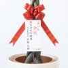 観葉植物 通販 パキラ 10号鉢 ラスター白鉢カバー付 観葉植物 本物