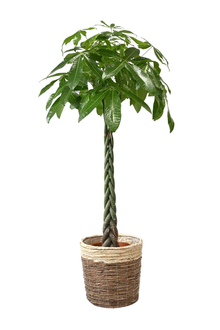 観葉植物 通販 パキラ 10号鉢 ツートーン鉢カバー付 観葉植物 本物