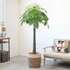 観葉植物 通販 パキラ 10号鉢 ツートーン鉢カバー付 観葉植物 本物