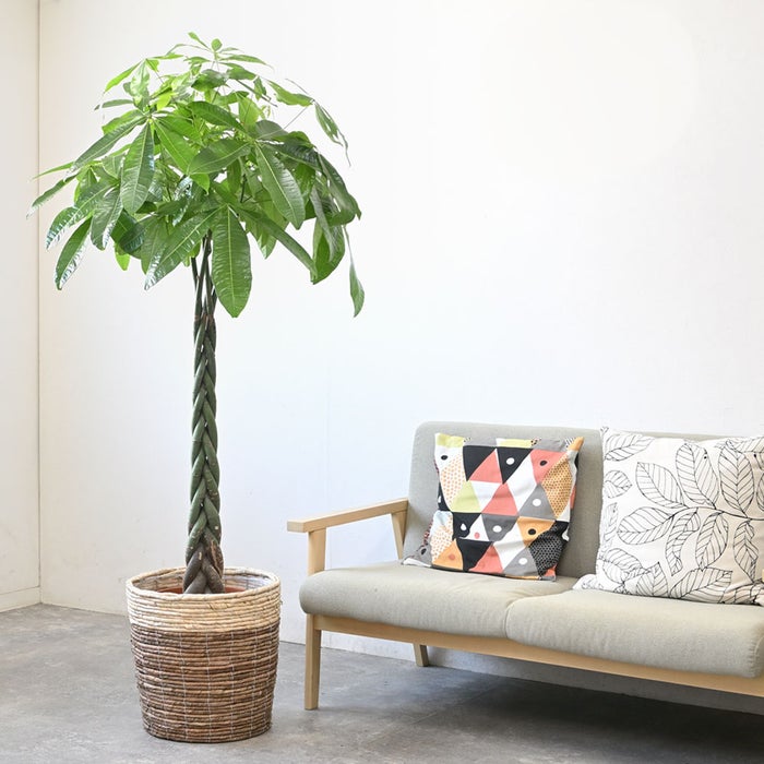 観葉植物 通販 パキラ 10号鉢 ツートーン鉢カバー付 観葉植物 本物