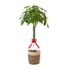 観葉植物 通販 パキラ 10号鉢 ツートーン鉢カバー付 観葉植物 本物