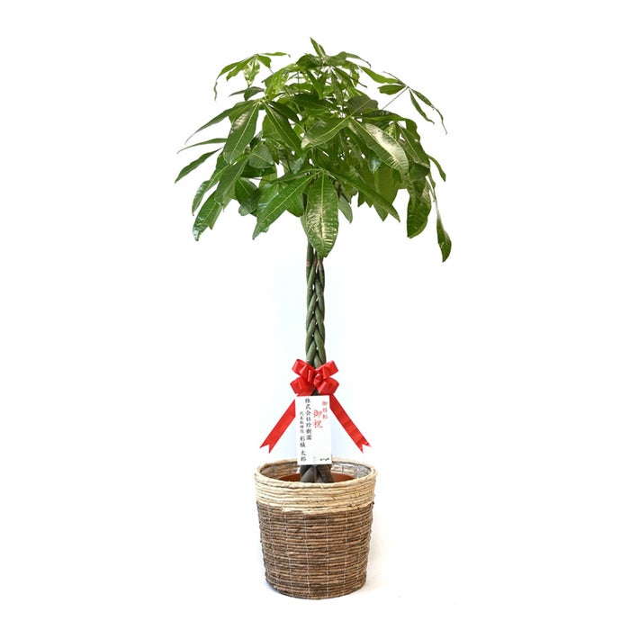 観葉植物 通販 パキラ 10号鉢 ツートーン鉢カバー付 観葉植物 本物