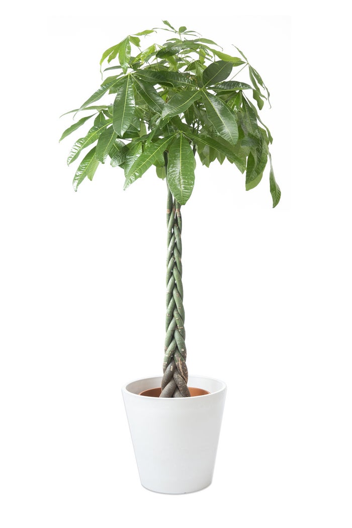 観葉植物 通販 パキラ 10号鉢 ガルボ鉢カバー付 観葉植物 本物