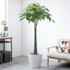 観葉植物 通販 パキラ 10号鉢 ガルボ鉢カバー付 観葉植物 本物